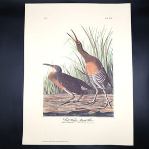 JJ Audubon Salt Water Marsh Hen Bird Print 12 x 16 Milwaukee Public Library